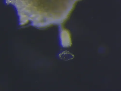 creeping bell hydroid