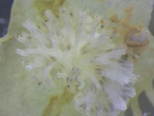 Tubulipora confracta