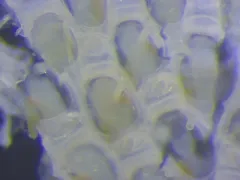 Tegella unicornis thumbnail 2