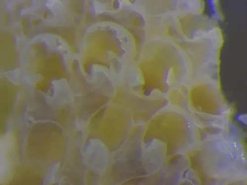 Rhamphostomella bilaminata