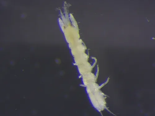 Hargeria rapax