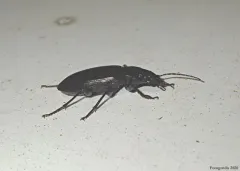 Diplocheila striatopunctata thumbnail 3