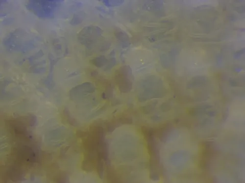 Callopora thaxterae