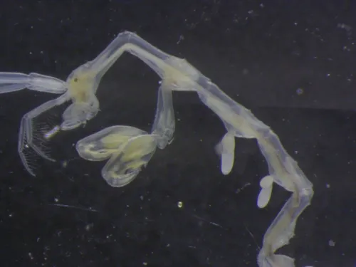 Caprella dubia