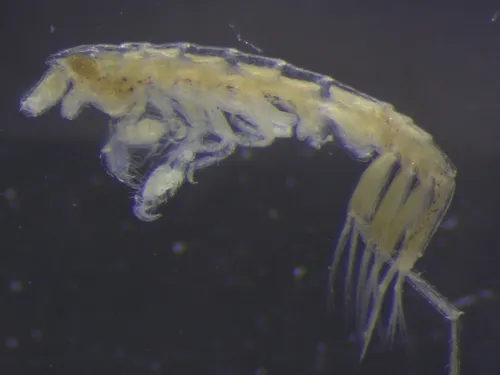 Dulichia tuberculata