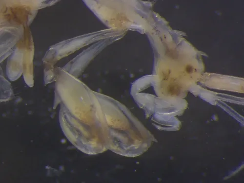 Aeginina aenigmatica