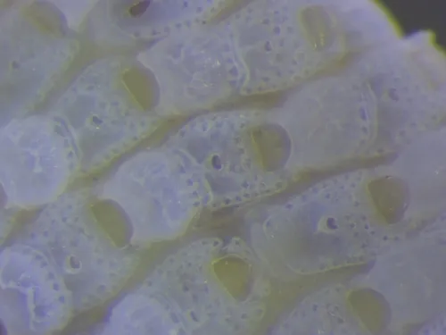 Fenestrulina delicia
