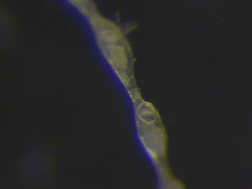Haplota clavata