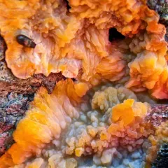 Wrinkled Crust thumbnail 4