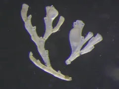 Bushy Gray Bryozoan thumbnail 3
