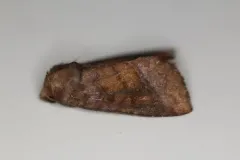Lizard’s-tail Borer Moth thumbnail 2