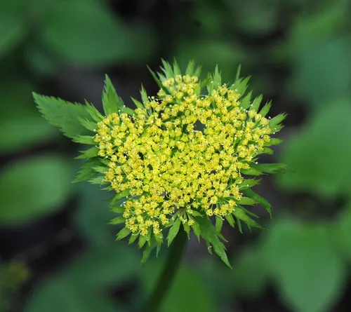 Dawson's Angelica