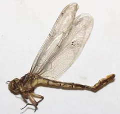 Laura's Clubtail thumbnail 2