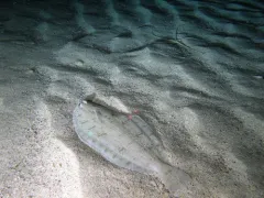 Rex Sole thumbnail 1