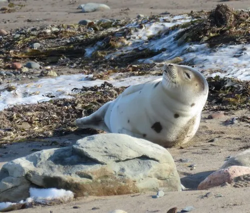 Harp Seal