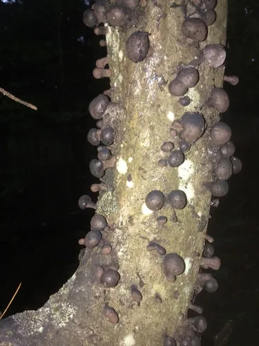 Daldinia vernicosa
