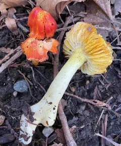 Cherry-Red Waxy Cap thumbnail 2
