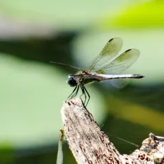 Blue Dasher thumbnail 4