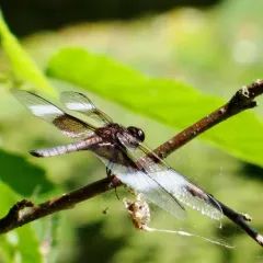 Widow Skimmer thumbnail 3
