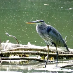 Great Blue Heron thumbnail 5