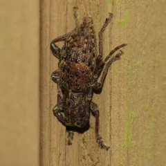 Thorn-tailed Longhorn Beetle thumbnail 3