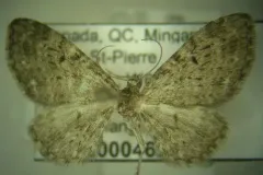 Eupithecia sharronata thumbnail 3