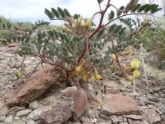 Lemhi Milkvetch thumbnail 2