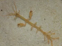 Caprella laeviuscula thumbnail 3
