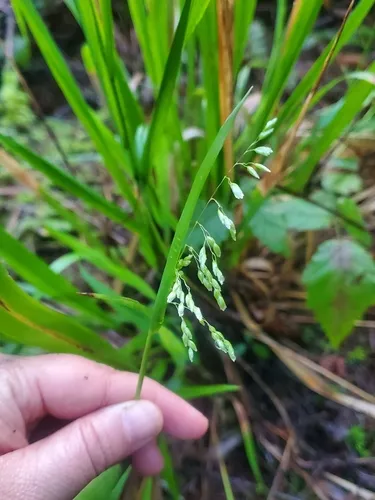 California sweet grass