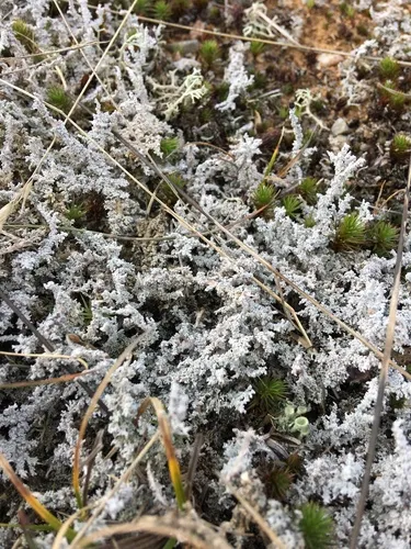 Woolly Foam