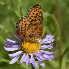 Arctic Fritillary thumbnail 2