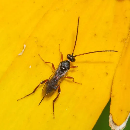 Dolichogenidea ensiger