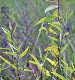 peachleaf willow thumbnail 3