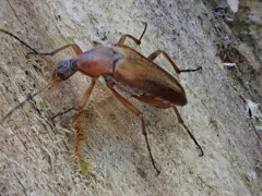 Cephaloon tenuicorne thumbnail 3