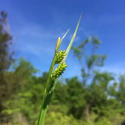 pale sedge
