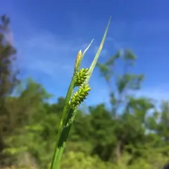 pale sedge thumbnail 1
