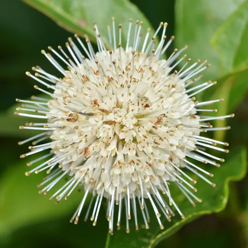 buttonbush