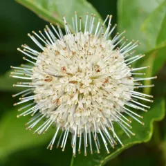 buttonbush thumbnail 1