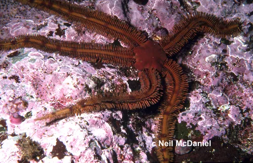 Flat-spined Brittle Star