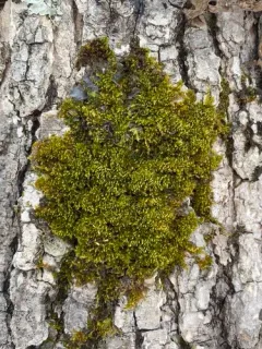 Pylaisia intricata thumbnail 2