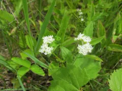 northern corn salad thumbnail 4