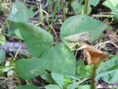Macrosaccus morrisella thumbnail 2