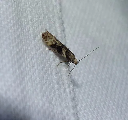 Crepuscular rock-rose moth