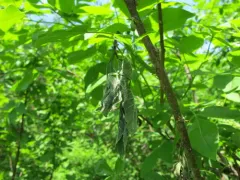Hoptree Borer Moth thumbnail 2