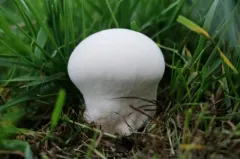 Vascellum lloydianum thumbnail 1