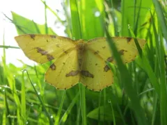 False Crocus Geometer Moth thumbnail 2