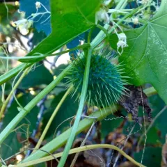 prickly cucumber thumbnail 4