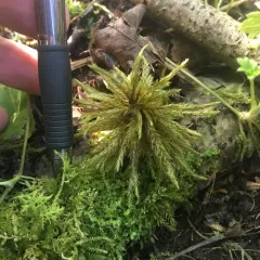 Tree Climacium Moss thumbnail 2