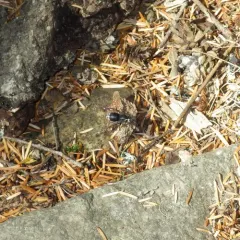 Bald-faced Hornet thumbnail 4