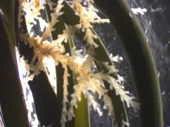 garland hydroid thumbnail 1